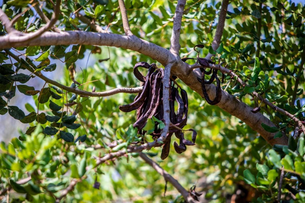 Finca Rural Es Pujol Sóller Buitenkant foto