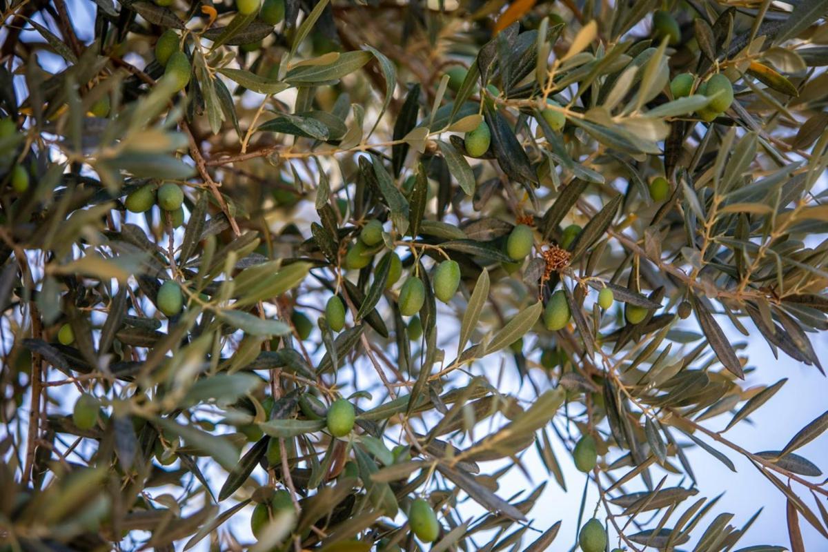 Finca Rural Es Pujol Sóller Buitenkant foto