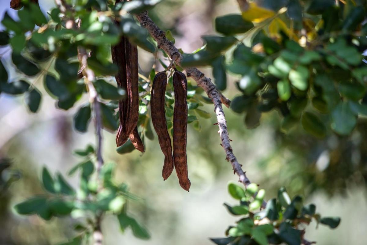 Finca Rural Es Pujol Sóller Buitenkant foto