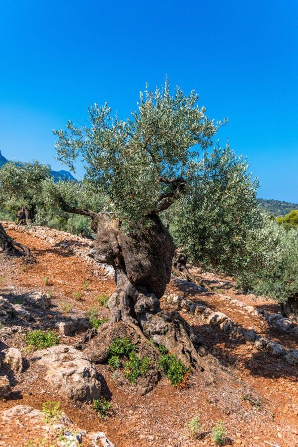 Finca Rural Es Pujol Sóller Buitenkant foto